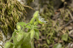 Stellaria cupaniana