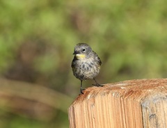 Setophaga coronata coronata × auduboni