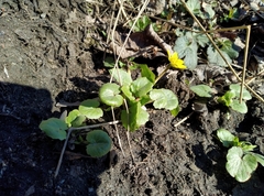 Ficaria verna