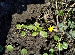 Ficaria verna
