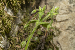 Stellaria cupaniana