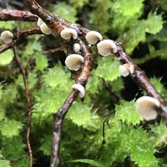 Resinomycena
