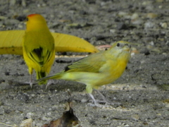 Sicalis columbiana