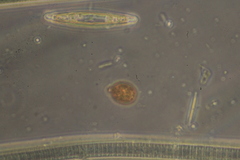 Trachelomonas similis