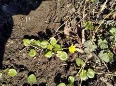 Ficaria verna