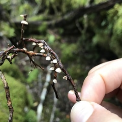 Resinomycena