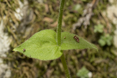 Stellaria cupaniana