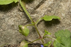 Stellaria cupaniana