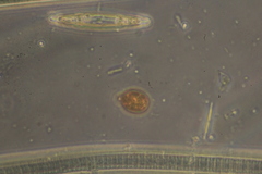 Trachelomonas similis