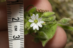 Stellaria cupaniana