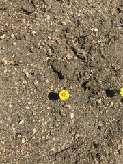 Eriophyllum wallacei