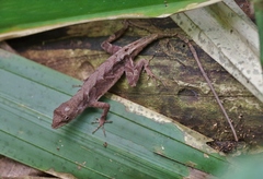 Anolis tropidonotus