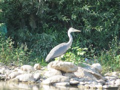 Ardea cinerea