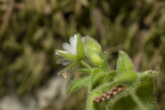 Stellaria cupaniana