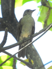 Turdus leucomelas