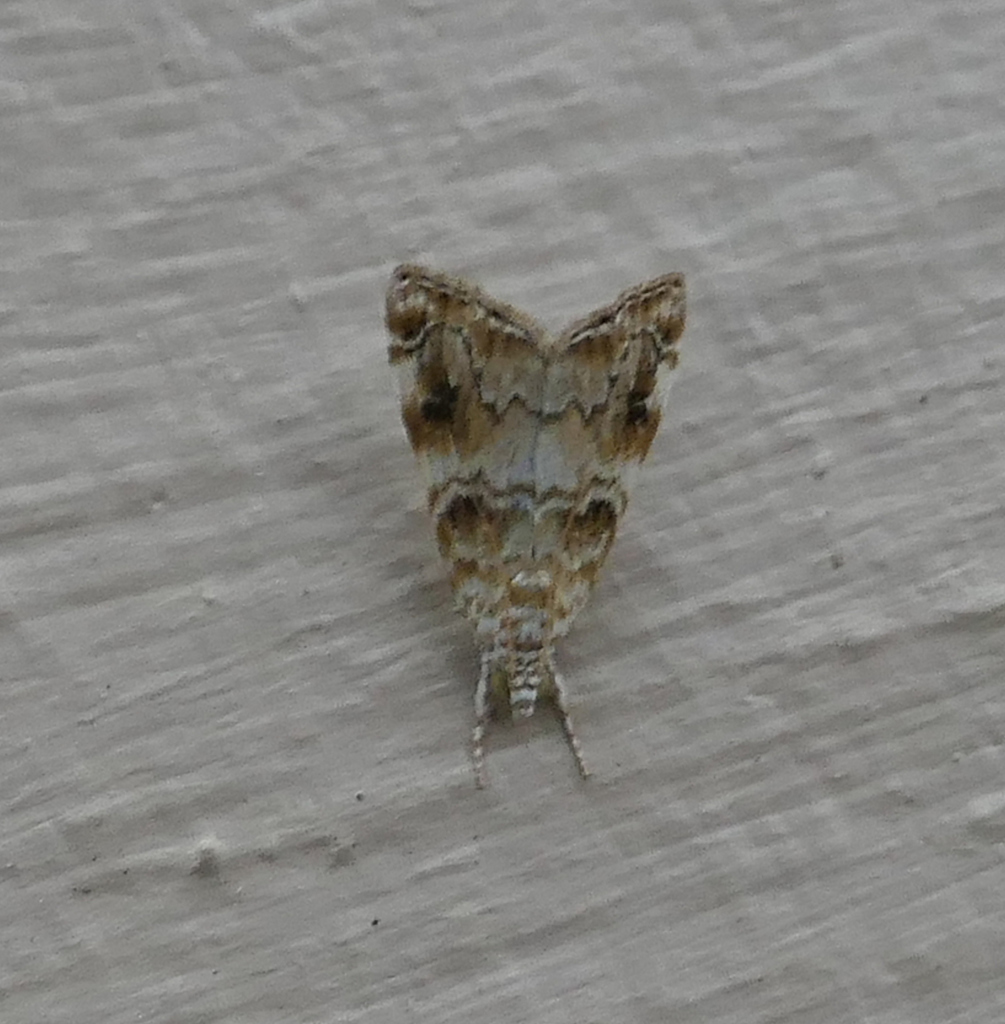 Kemp's Helulla