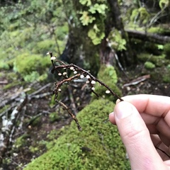 Resinomycena