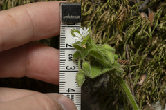 Stellaria cupaniana