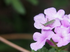 Atractomorpha sinensis