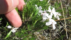 Phlox caespitosa