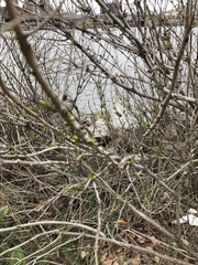 Baccharis halimifolia