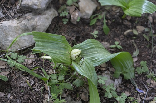 Image of Colchicum macrophyllum by (c) Eleftherios Katsillis, some rights reserved (CC BY)