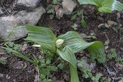 Colchicum macrophyllum