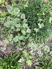 Lamium amplexicaule