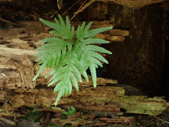 Pteris cadieri
