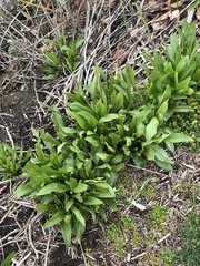 Solidago sempervirens