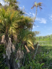 Acoelorraphe wrightii