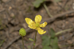 Ranunculus velutinus