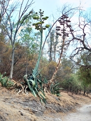 Agave salmiana