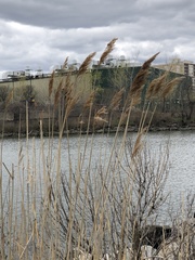 Phragmites australis