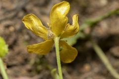 Ranunculus velutinus