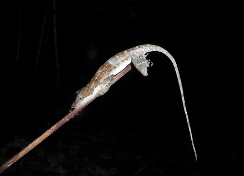 Rodriguez's Anole
