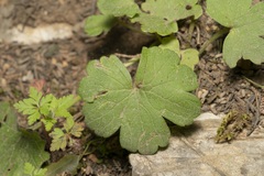 Ranunculus velutinus