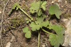 Ranunculus velutinus