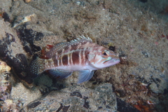 Serranus atricauda