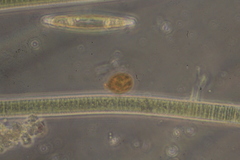 Trachelomonas similis