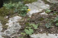 Ranunculus velutinus