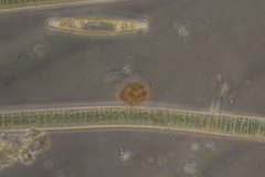 Trachelomonas similis