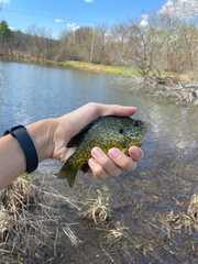 Lepomis gibbosus × macrochirus