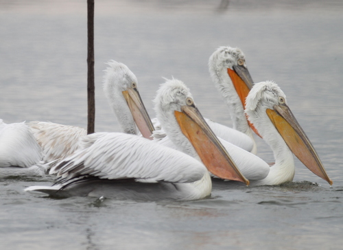 Pelícano ceñudo (Pelecanus crispus)