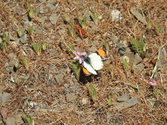 Anthocharis julia sulfuris