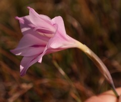 Gladiolus inflatus