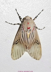 Idalus sublineata