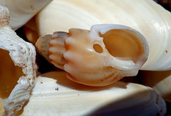 Nassarius aoteanus