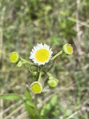 Erigeron geiseri