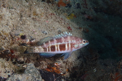 Serranus atricauda